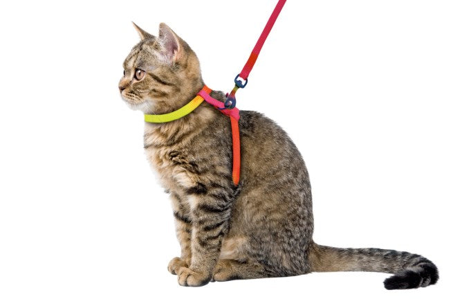 Kerbl Pet Arnês de Segurança para Gato - Arco Íris