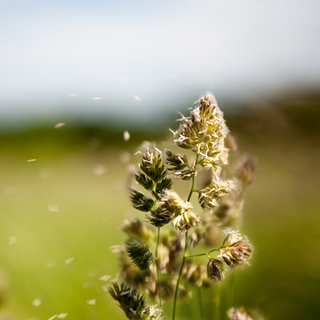 Cuidado com Alergias