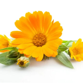 Klorane Bebé Pó De Talco 75gr